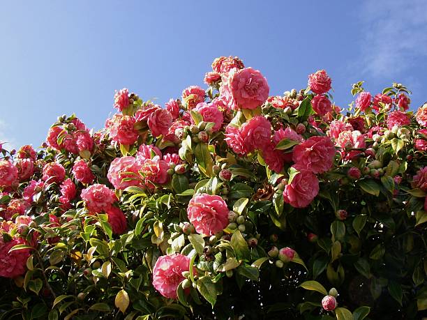 Camellia's with blue sky stock photo