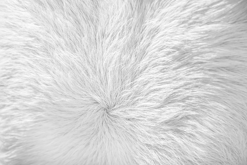 Fur texture white short smooth patterns , cow hair background