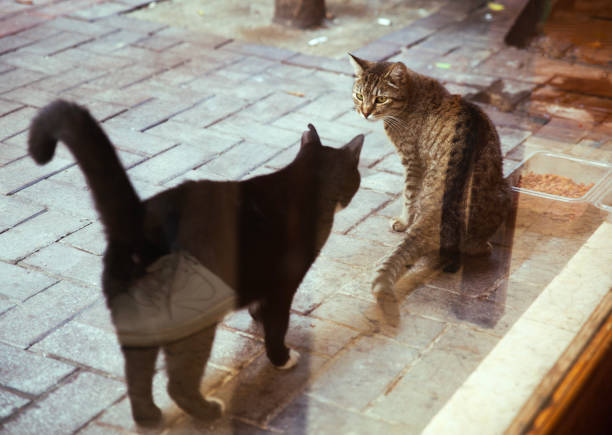 A black cat approaches a gray cat on the street