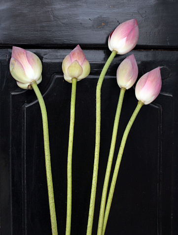 Fresh lotus buds about to bloom against a black door.VIET NAM 2006 LIGHT BOX: