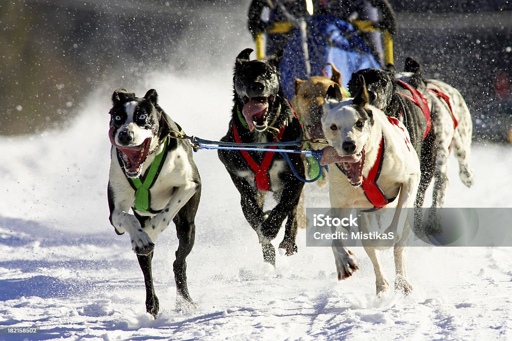 Dog sled race - Lizenzfrei Alaskan Malamute Stock-Foto