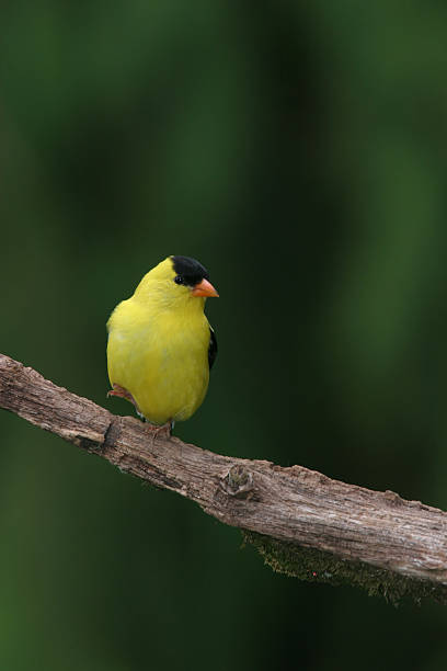 istock Gold Finch 182158644