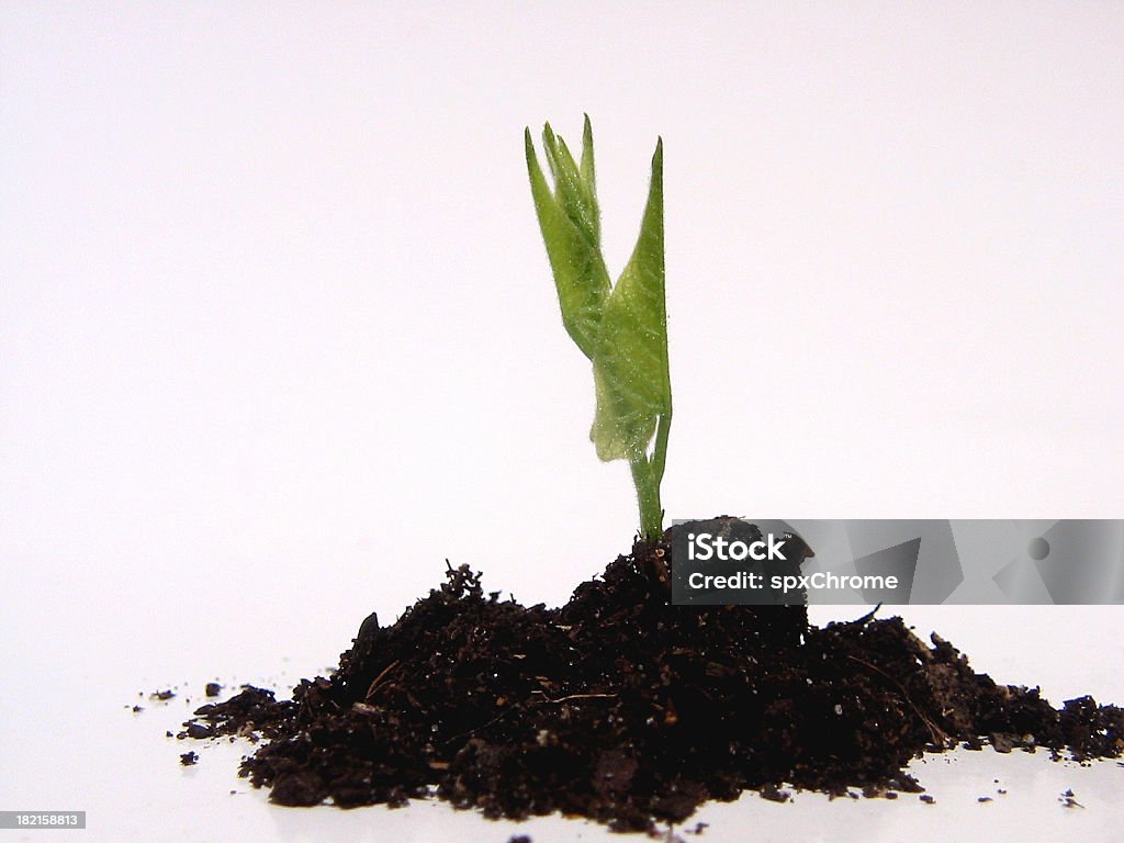 Seme Germination - Foto stock royalty-free di Agricoltura