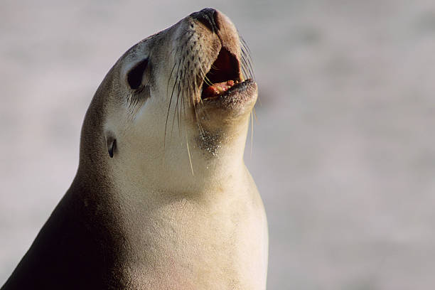 Australian Sea Lion Cub Calling stock photo