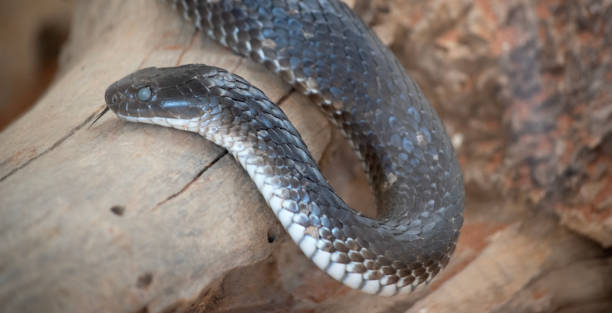 istock the snake is on the move 1821588498
