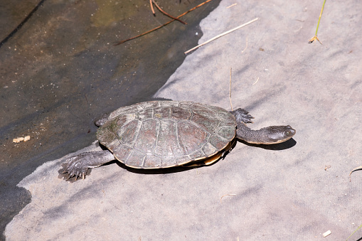 The lower shell or plastron is usually creamy-yellow, sometimes with other dark brown markings. The feet have strong claws and are webbed for swimming .