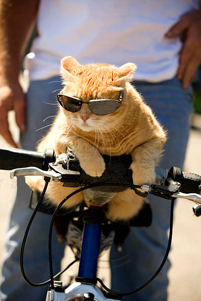 Tabby Cat Riding a Bicycle with Sunglasses A tabby cat perched on a bicycle wearing sunglasses.Click to see more of Cool Cat cat riding a bike stock pictures, royalty-free photos & images