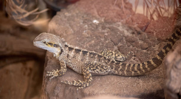 istock the water dragon is climbing on rocks 1821589532