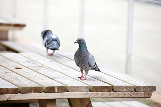 istock Pigeons on a wooden table 182159076