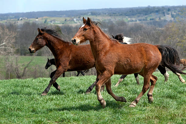 istock Horses Running Across a Grassy Hilltop 182159179