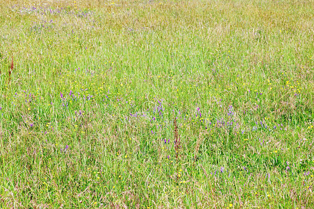 istock Wild Flowers in a Grass Field 182159222