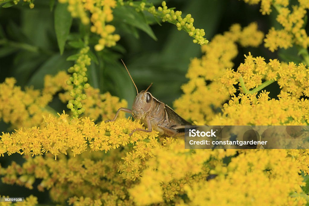 Grasshopper close-up no Goldenrod. - Foto de stock de Amarelo royalty-free