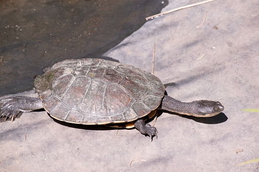 The lower shell  is usually creamy-yellow, sometimes with other dark brown markings. The feet have strong claws and are webbed for swimming .