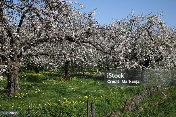 Fruit Blossom Stock Photo - Download Image Now - Displeased, Farm, Orchard
