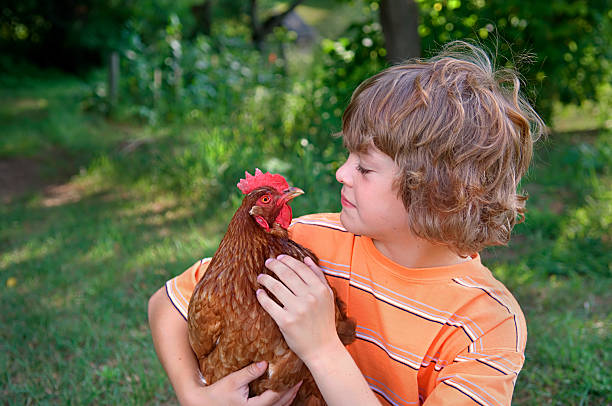 istock boy and his pet chicken, #4 182159571