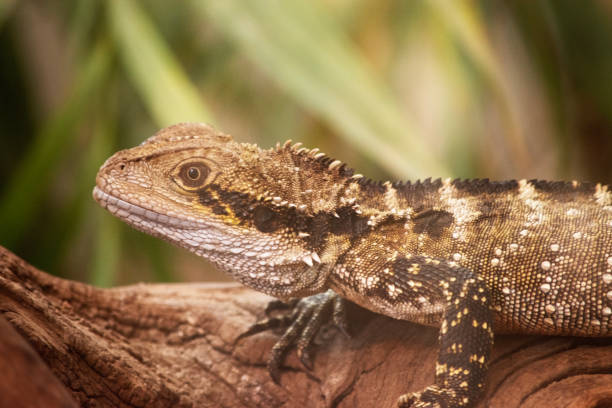 istock this is a close up of a water dragon 1821595755