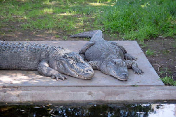 two alligators resting together - crocodile alligator australia animal teeth imagens e fotografias de stock