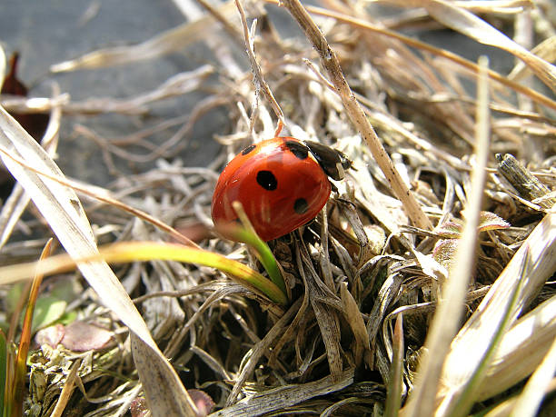 Ladybug macro 01 stock photo