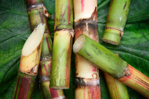 Detail of Fresh Cut Pieces of Sugar CaneSEE my other photos from JAMAICA: