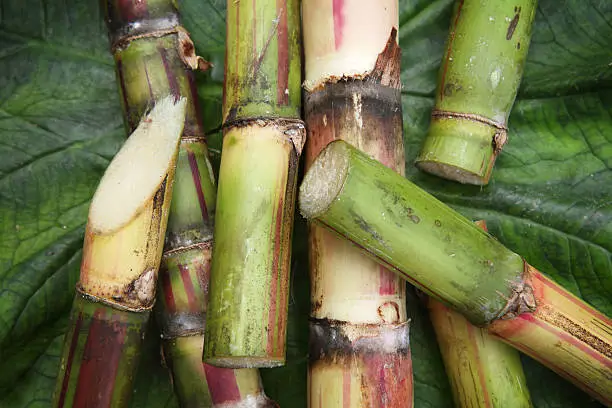 Detail of Fresh Cut Pieces of Sugar CaneSEE my other photos from JAMAICA: