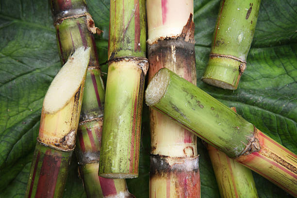 Detalhe de cana-de-açúcar - fotografia de stock