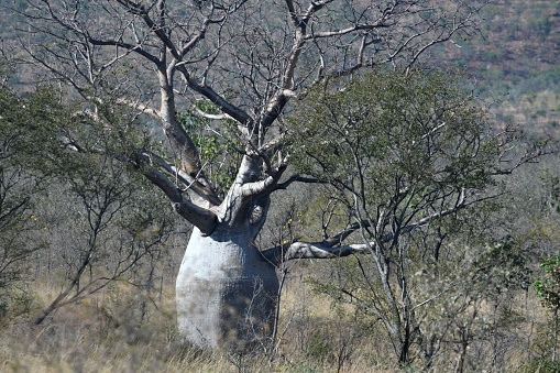 A large baobab tree in the Kimberley Region, Western Australia. The large width of its trunk dwarfs the surrounding wattle saplings and dry brush. Its branches are bare.