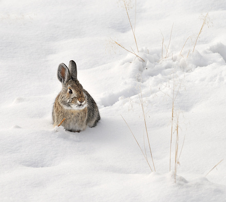 Square picture of an alert rabbit sitting in the snow.