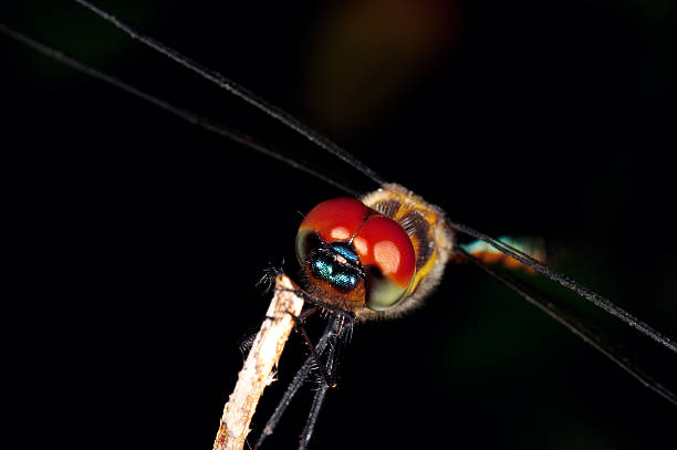 Red Eye Dragonfly Red Eye Dragonfly macro stetner stock pictures, royalty-free photos & images