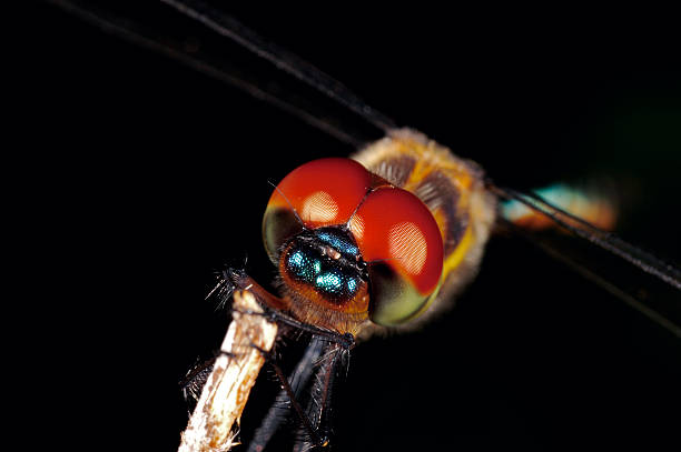 Red Eye Dragonfly 2 Red Eye Dragonfly macro stetner stock pictures, royalty-free photos & images