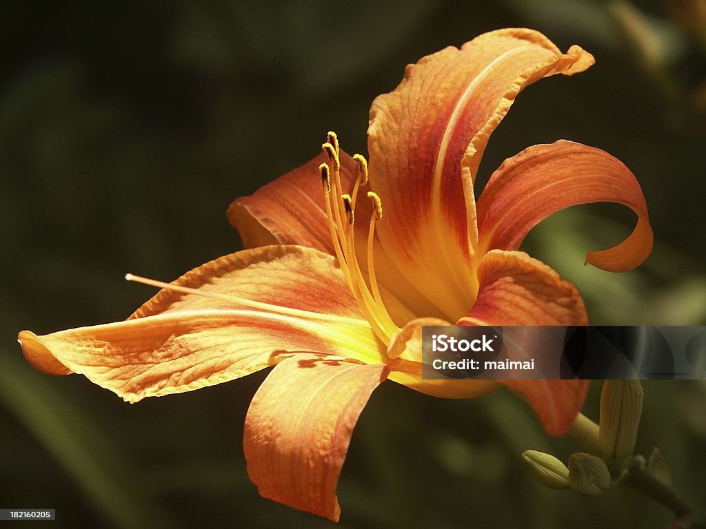 Orange Day Lily - Lizenzfrei Blume Stock-Foto