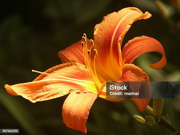 Orange Day Lily Stockfoto und mehr Bilder von Blume - Blume, Blumenbeet, Botanik