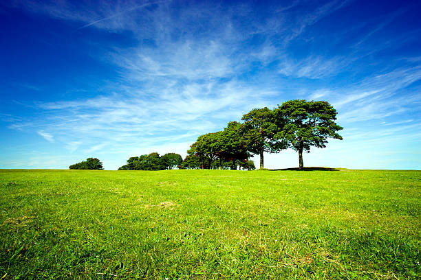 paysage d'été - grass area grass summer horizon photos et images de collection