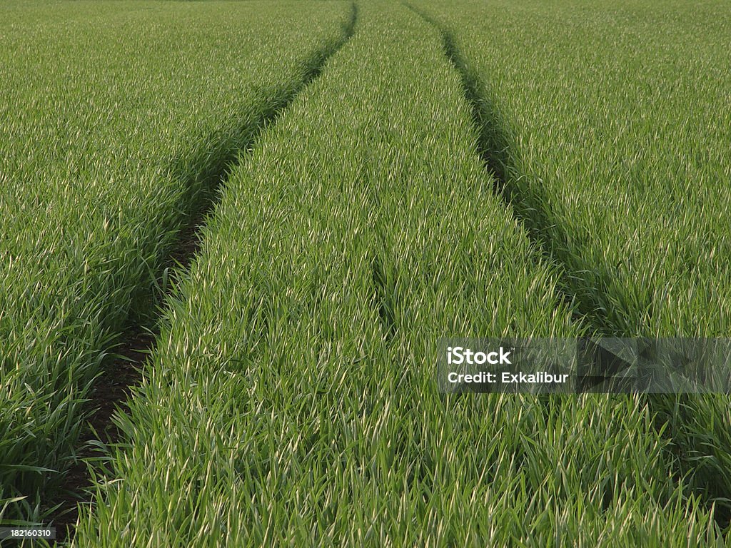 green "tracks in the meadowlocation: Isle of Fehmarn, north germanymore Fehmarn pics" Agricultural Field Stock Photo