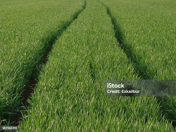 Green Stock Photo - Download Image Now - Agricultural Field, Balance, Blade of Grass