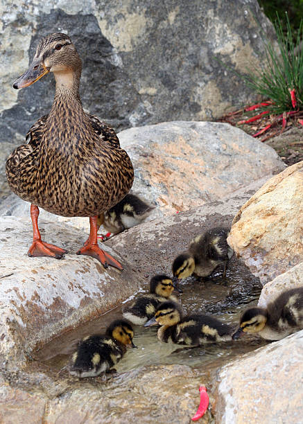 istock Mother Duck & Ducklings 182160340