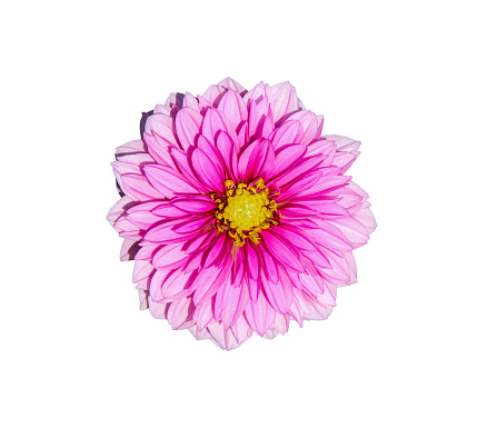 Beauty pink yellow dahlia pinnata cav flowers blooming (asteraceae) top view isolated on white background,clipping path