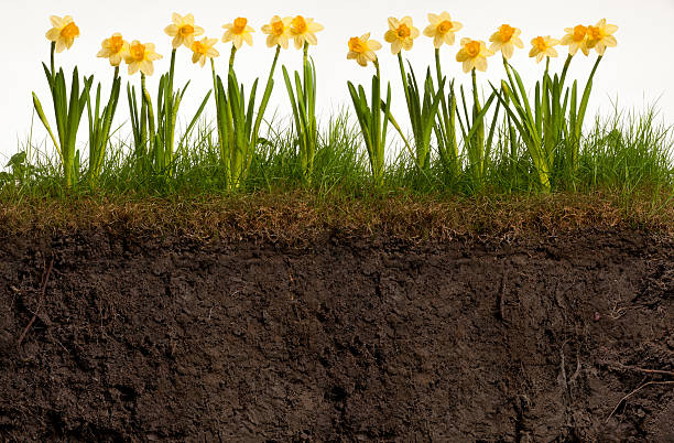 Daffodils on a grass turf. Cross section of turf. Earth with roots and worms. White background.