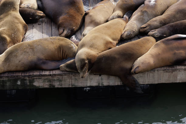 San Francisco's world famous Sea Lions greet tourists with their bellowing calls. April 2023 San Francisco California USA
