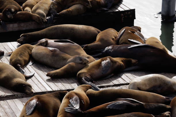 San Francisco's world famous Sea Lions greet tourists with their bellowing calls. April 2023 San Francisco California USA