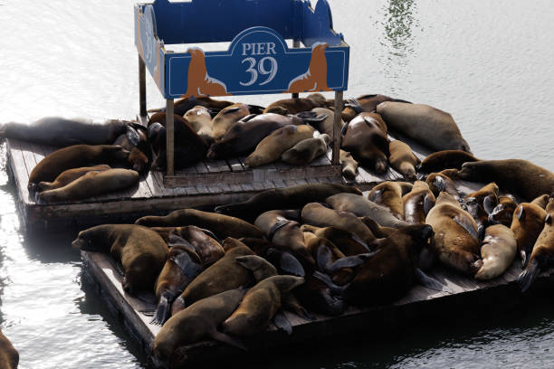 Outdoor scene depicting sea lions resting on a platform in the harbour in San Francisco, near Fishermen's Wharf.