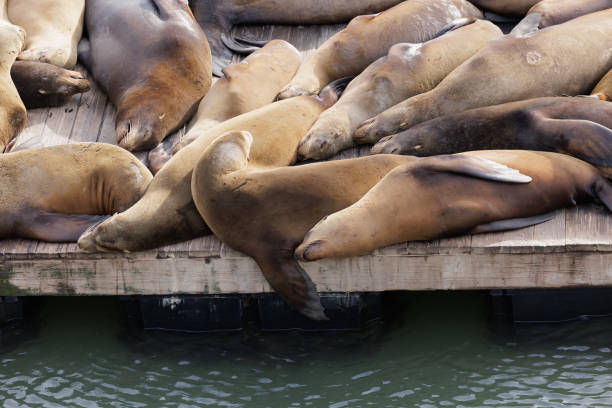 istock San Francisco's Pier 39 Sea Lions 1821607389