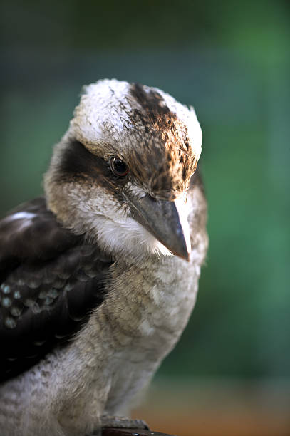 istock kookaburra bird with out of focus background 182160772