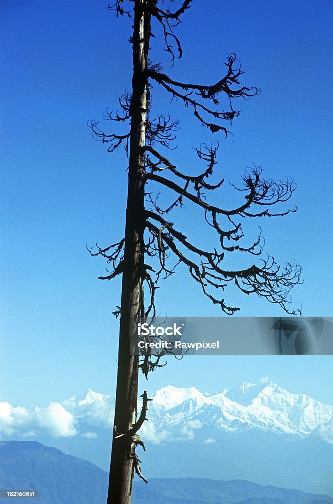 Beauté naturelle - Photo de Arbre libre de droits