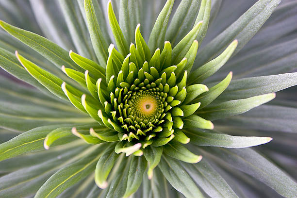 ponto central - macro flower plant abstract imagens e fotografias de stock