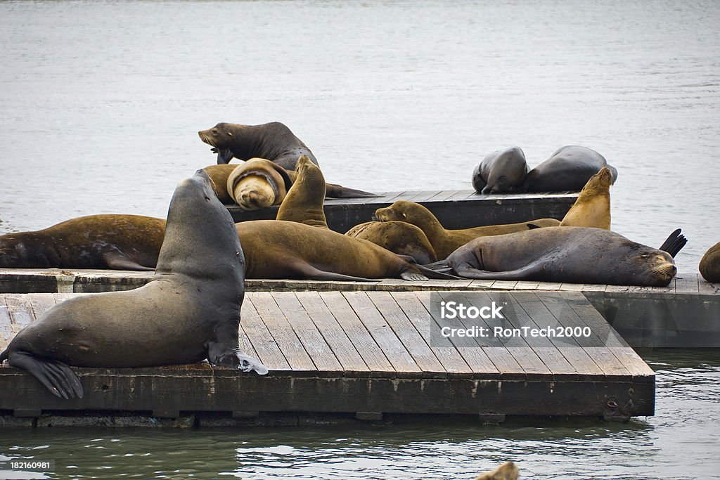 Lions de mer - Photo de Animaux à l'état sauvage libre de droits