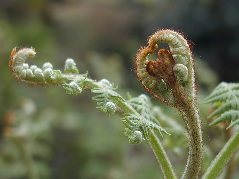 Regal Fern FrondHere are some other Fern photos in my collection: