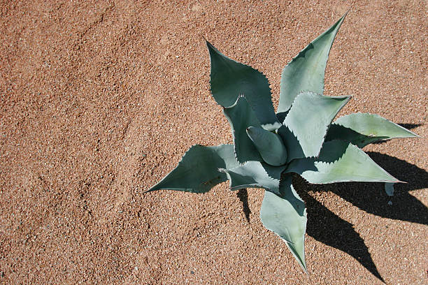 istock Agave Southwestern Landscape 182161368