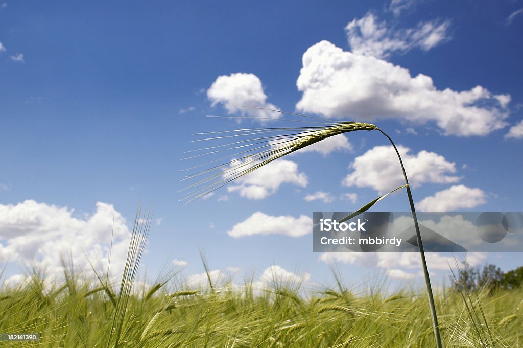 Campo de trigo campo e céu azul com nuvens brancas - Foto de stock de Agosto royalty-free