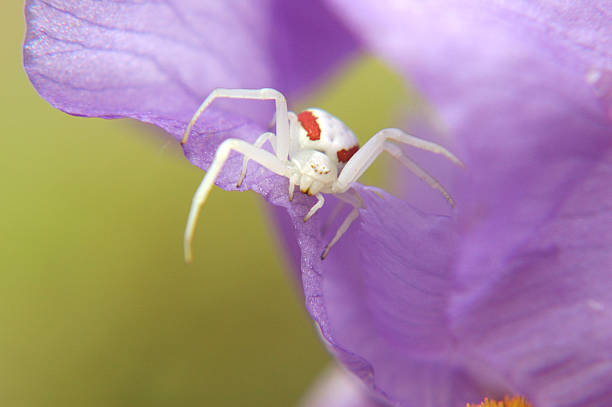 istock Beautiful spider on flower 182161633