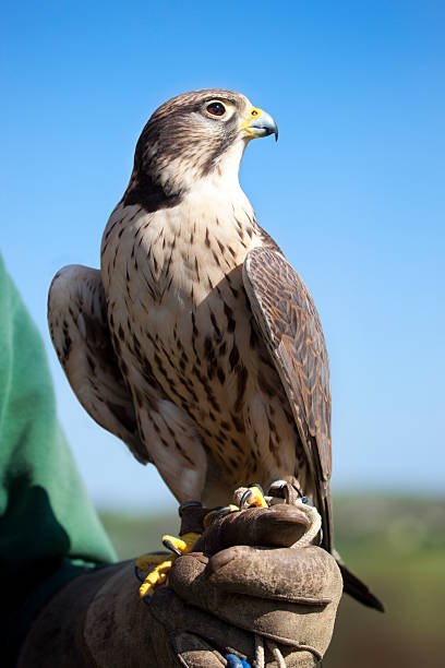 Gyrfalcon portrait